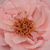 Roza - Vrtnice Floribunda - Geisha®